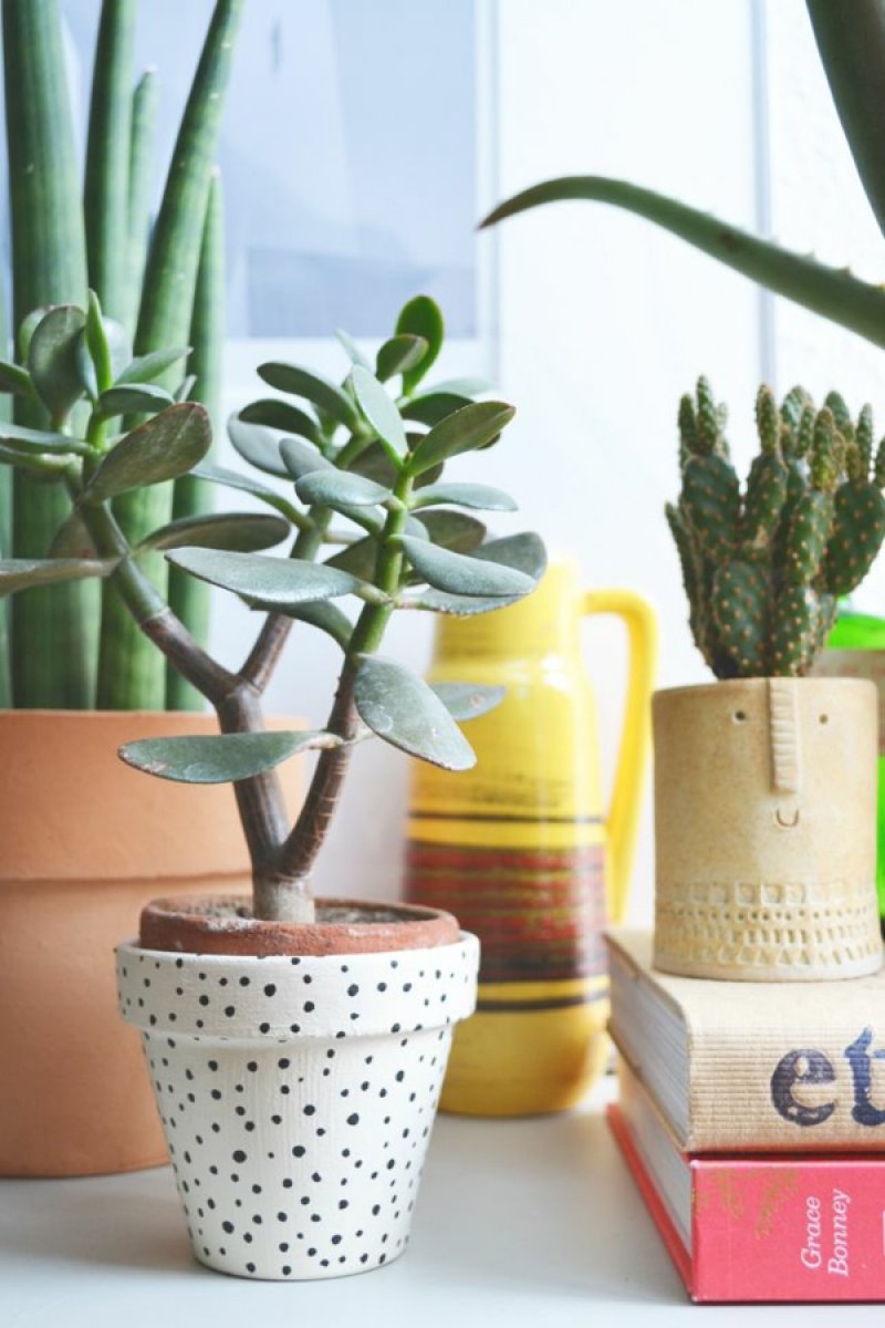Money tree, aloe and cactus as easy care indoor plants