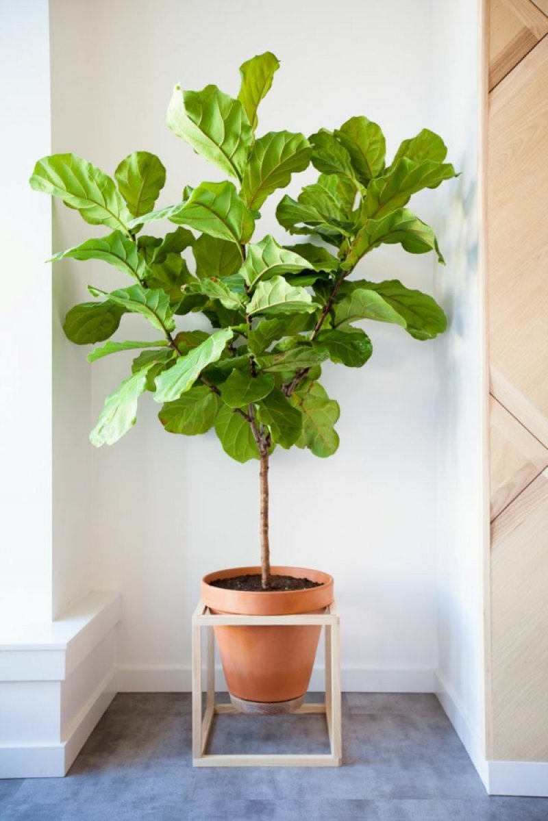 Ornamental trees are a good choice for indoor plants