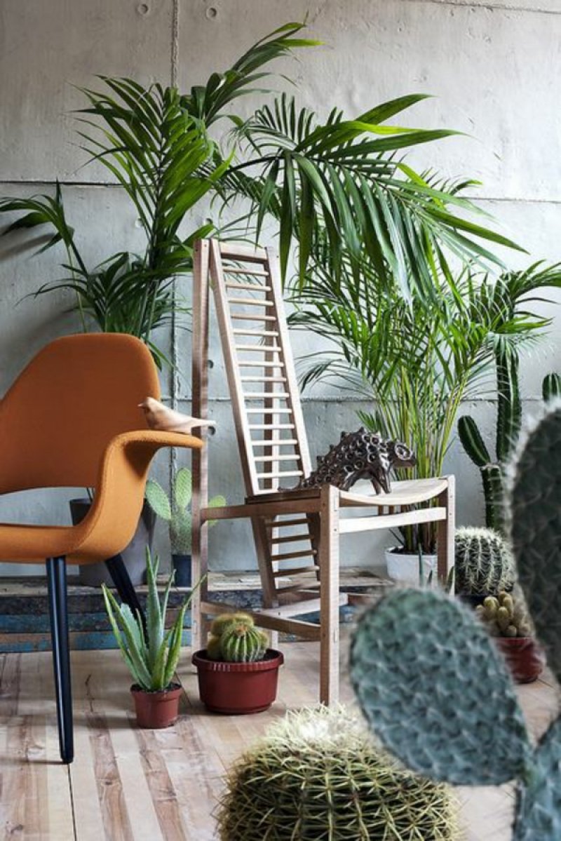 Palm trees and other easy-to-care pot plants