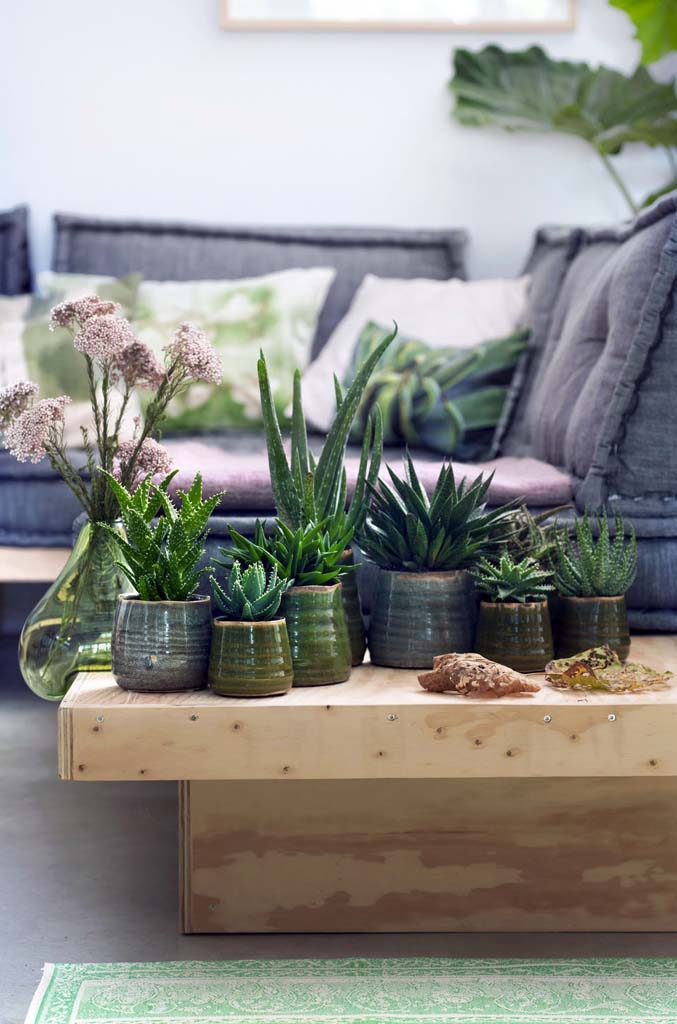 Indoor Plant Displays And Ideas