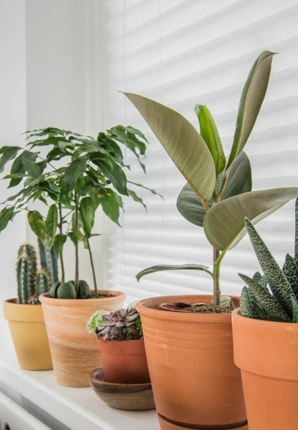 Potted plants on the windowsill