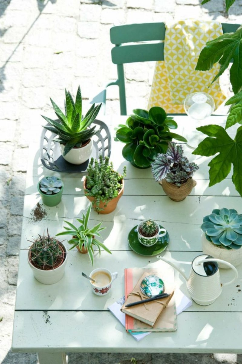 Robust houseplants - succulents and cacti