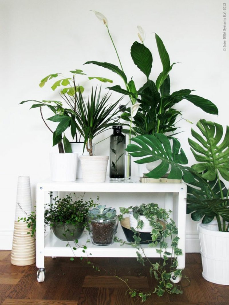 Room decoration of different plant species