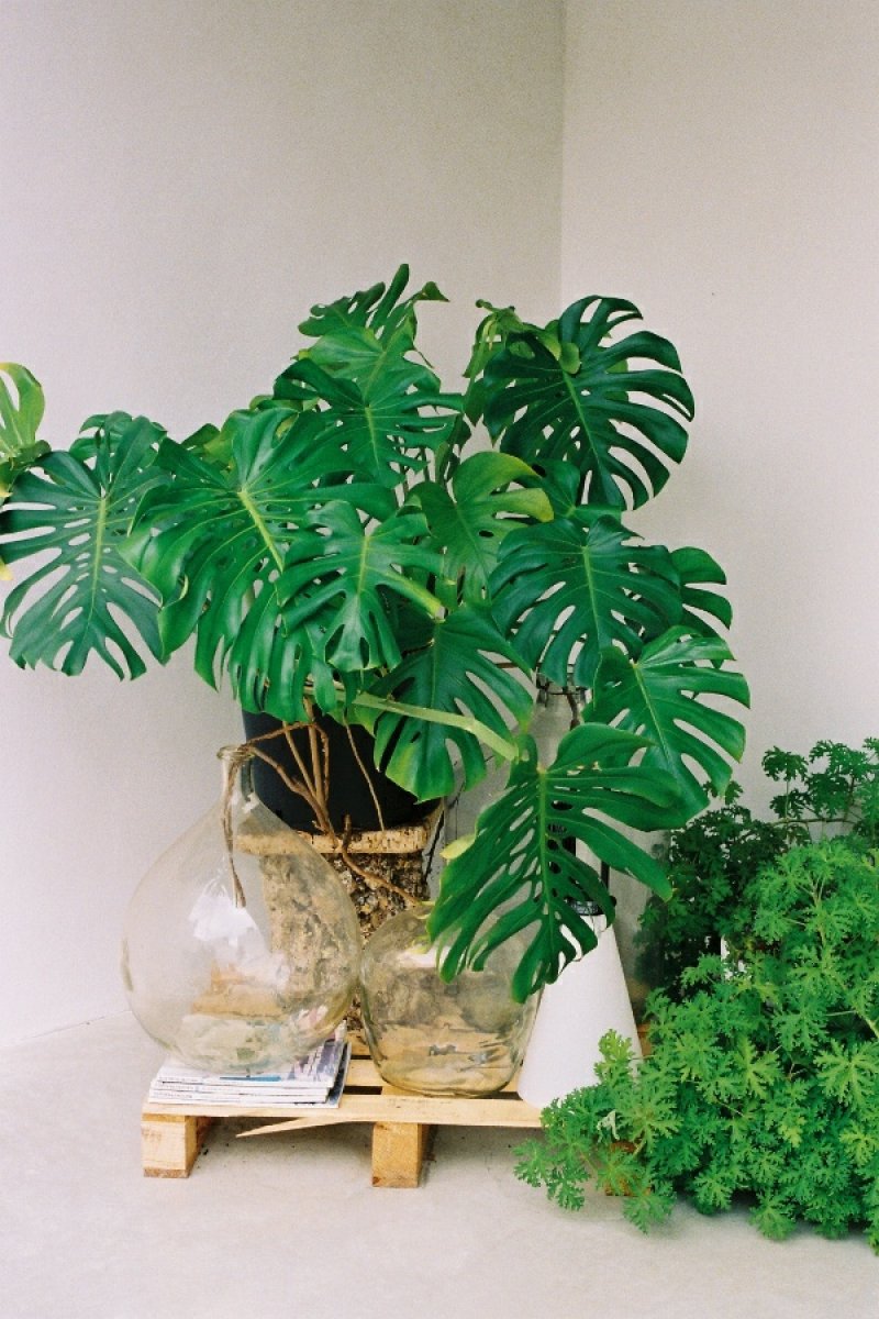 The window leaf is one of the most popular indoor plants