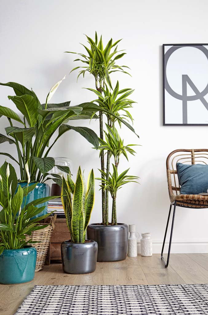 30+ Stylish Indoor Plant Displays And Ideas - Gravetics