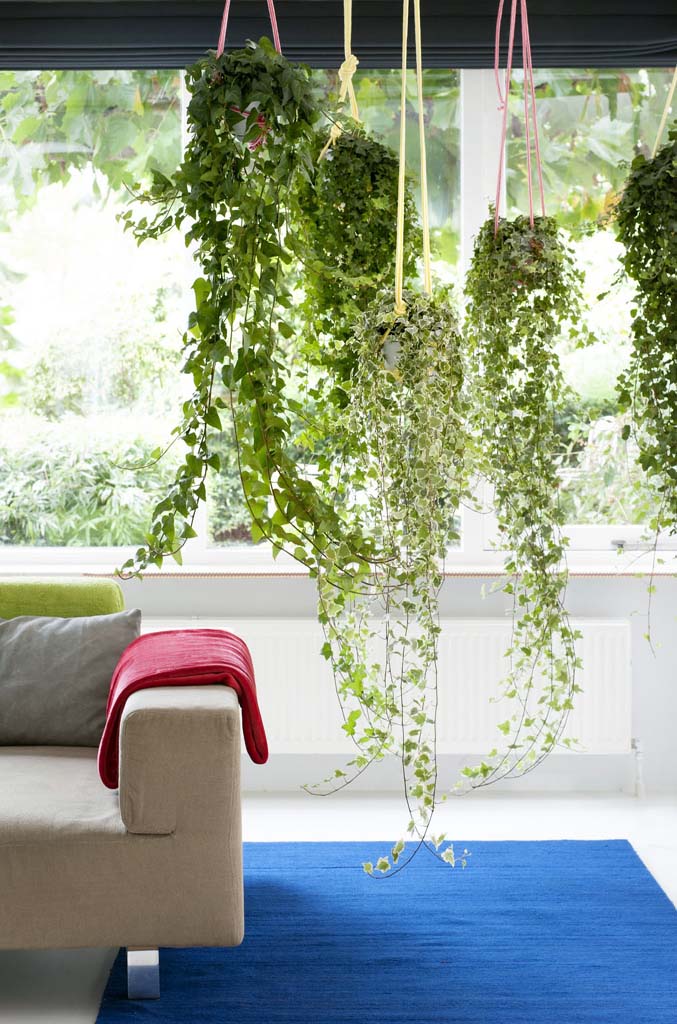 Indoor Plant Displays And Ideas