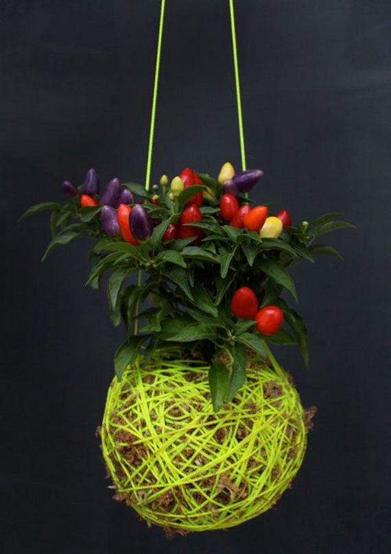 Moss Ball Hanging Plant