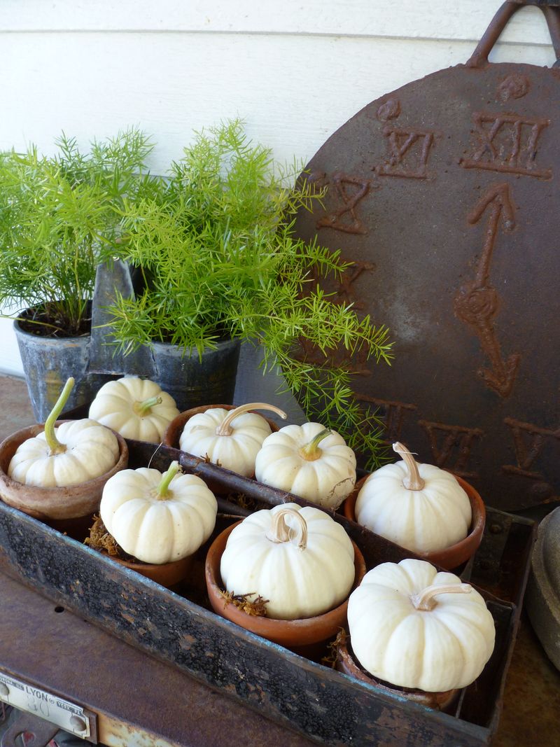 Small pumpkin in an old tool tray.