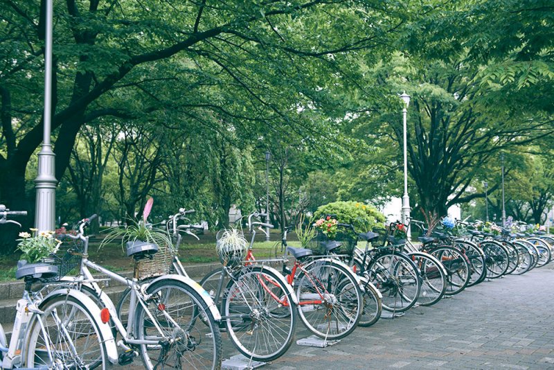 Line of Bikes with Flowers.