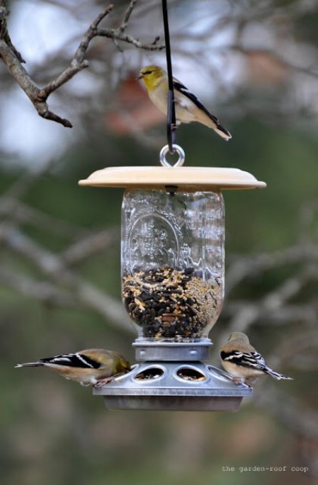 Mason Jar Feeders.