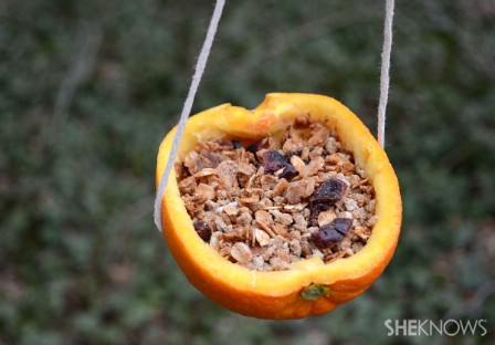 Orange Cup Birdfeeders.