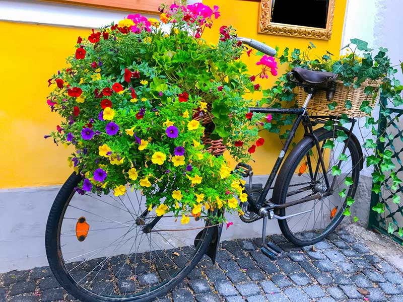 Vibrant Flowers in a Bicycle with Woven Baskets.