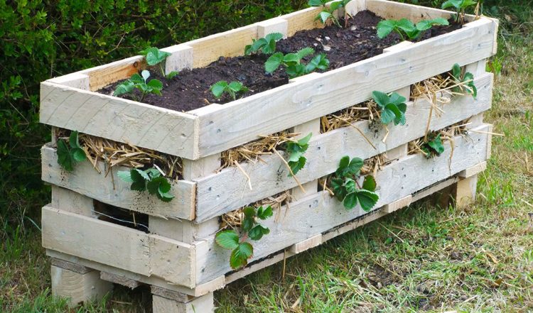 A pallet-crate garden is perfect.