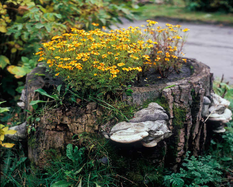 Aged Fungus Feature.