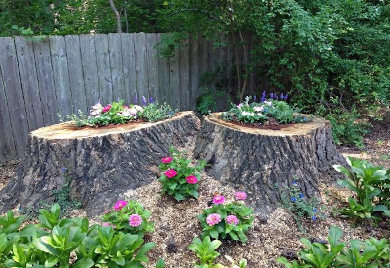 Fresh Double Tree Stumps.