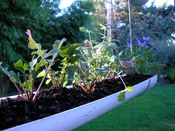 Hanging Gutter Garden.