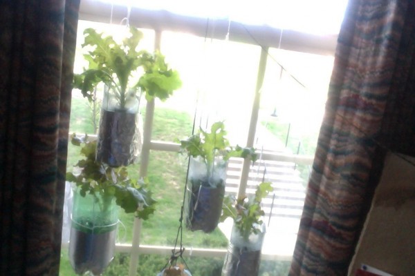 Hydroponic Lettuce Garden.