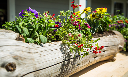 Log Planter With Summer Annual Flowers.