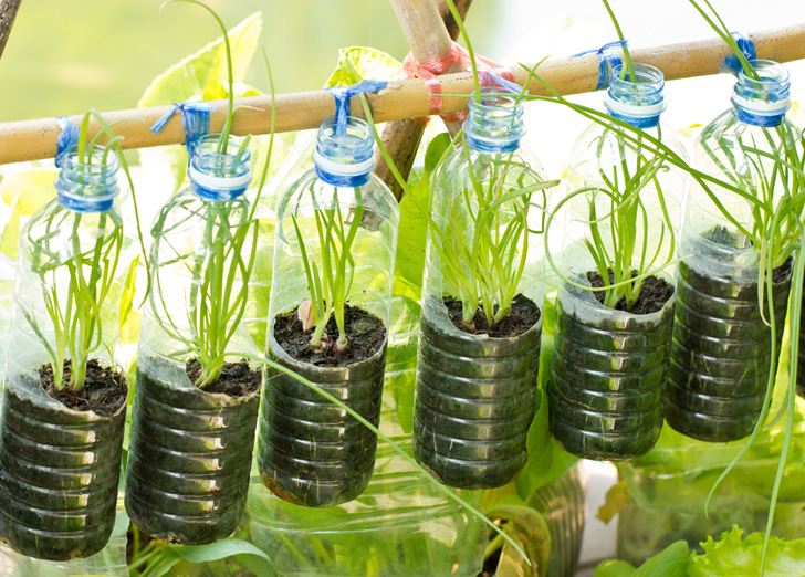 Use Water Bottle for Herb Garden.