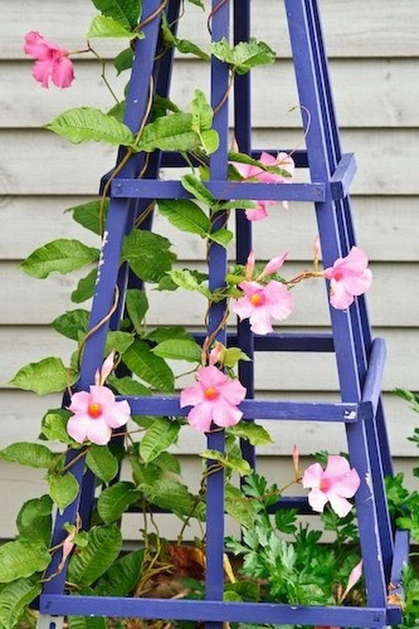 Blue Obelisk Trellis.