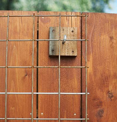 Build a Fence Trellis To Train Beans Using Small Space.