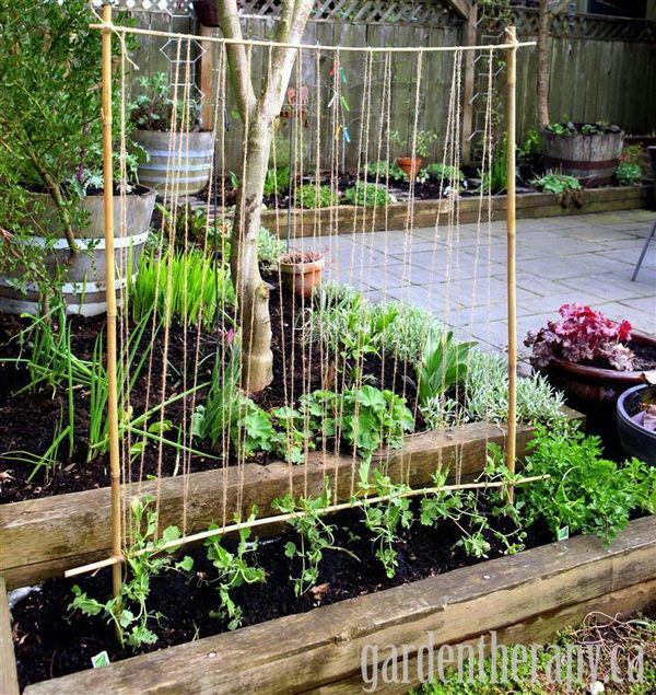 Simple Pea Trellis.