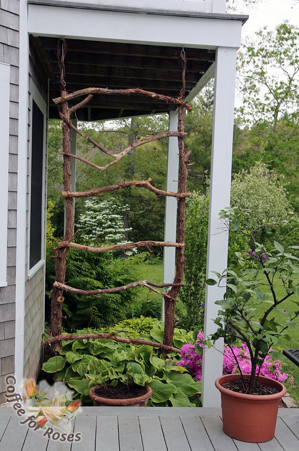 Trellis Made of Branches.