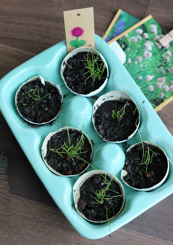 Egg Shell Seed Starters.