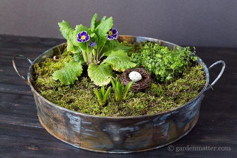 Mini Moss Garden Centerpiece.