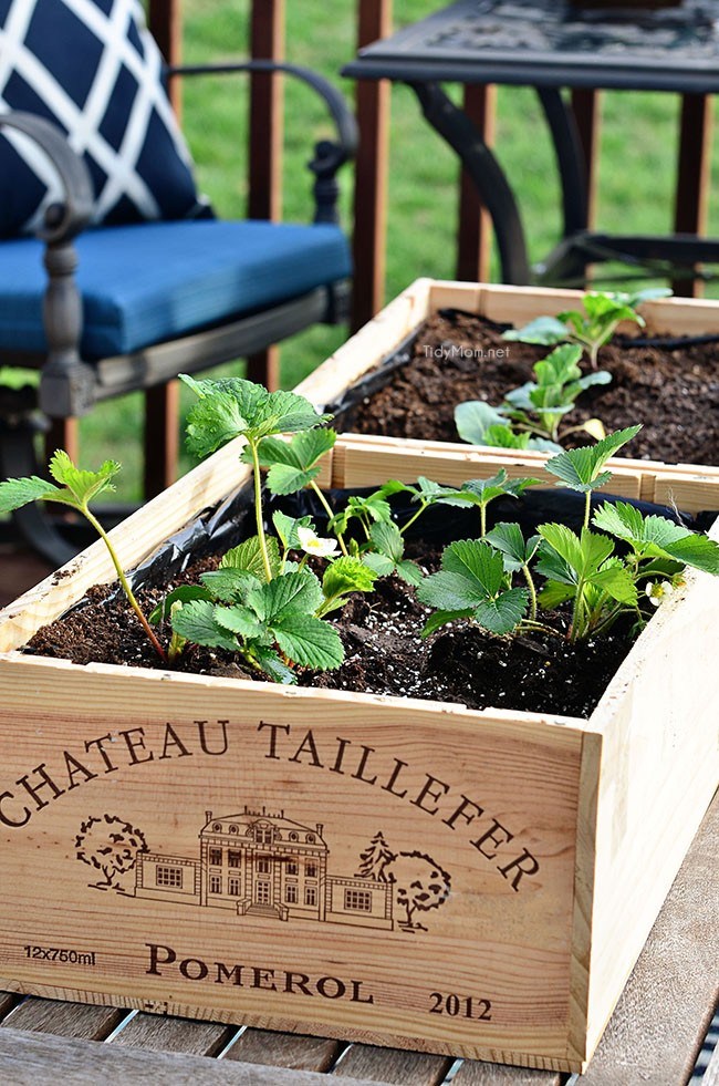 Wine Crate Garden.