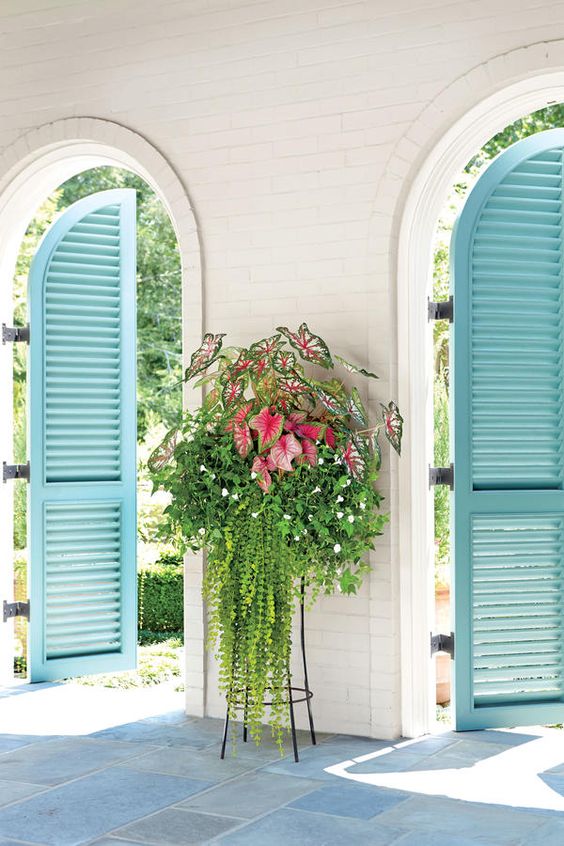 A simple but stunning combo of caladiums.