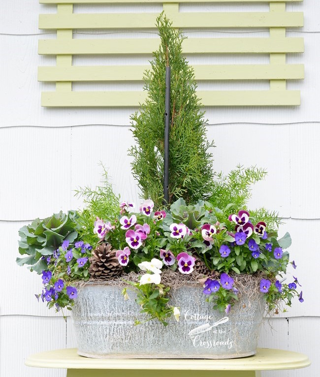 A sweet tub filled with evergreen arborvita.