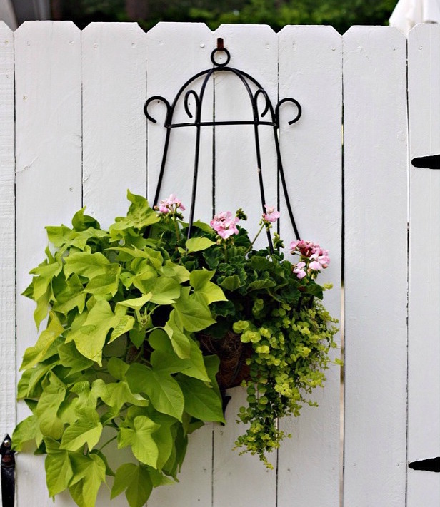 Hanging iron planter of sweet potato vine.