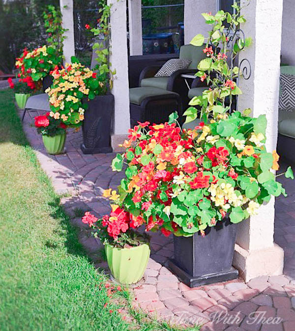 How about pots filled with nasturtiums grown.