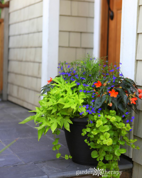 Lobelia, sweet potato vine, creeping jenny.