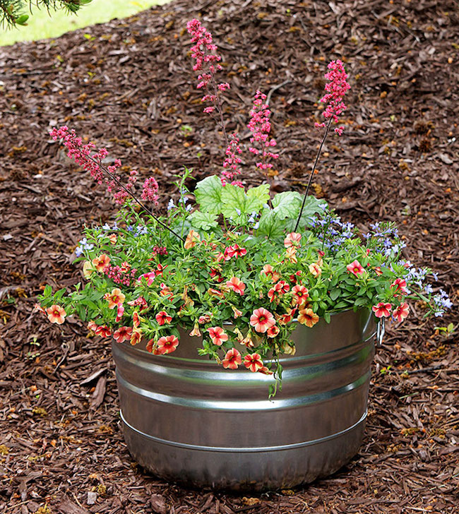 Metal tub filled with perennial coral bells.