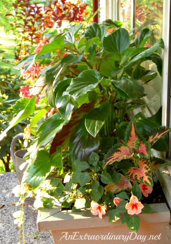 Pink & peach box for windows.