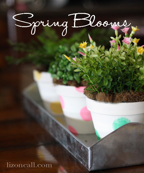 Spring Blooms Polka Dot Pots.