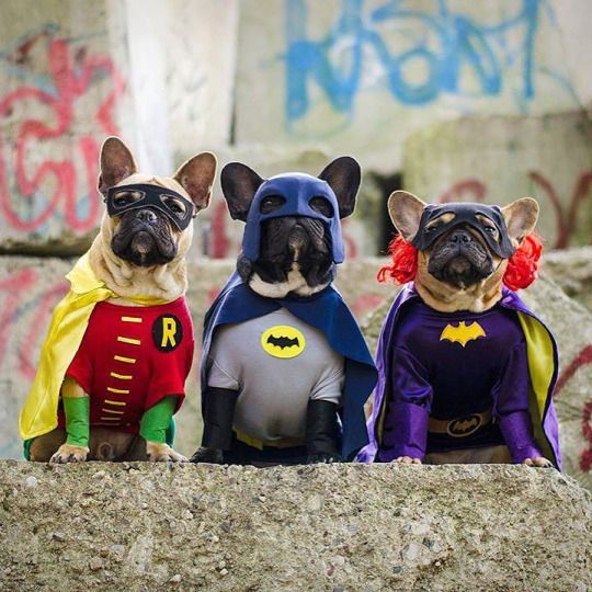 Batman and Robin Costumes for Dog.