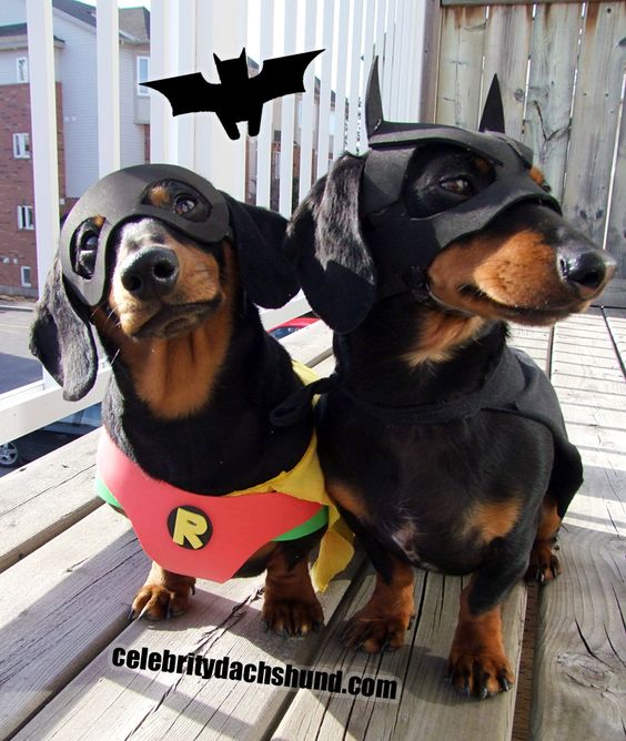 Batman and Robin Dog Costume.