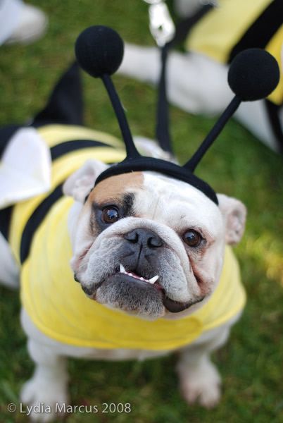 Bee Dog Costume.