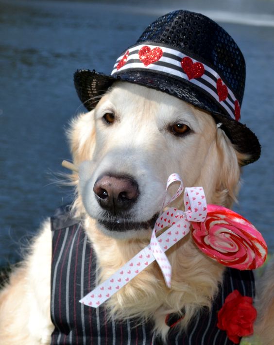 Bentley has Valentines Day Candy for all his friends.