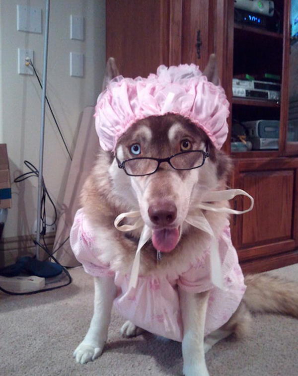 Big Bad Wolf Costume for Dogs.