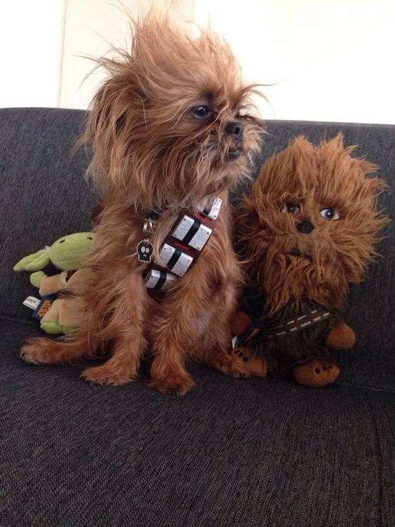 Chewbacca Dog Costume.