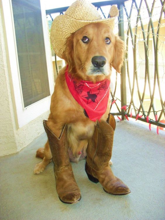 Dog Cowboy Costume.