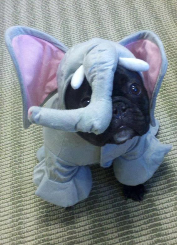 Dog Elephant Costume.