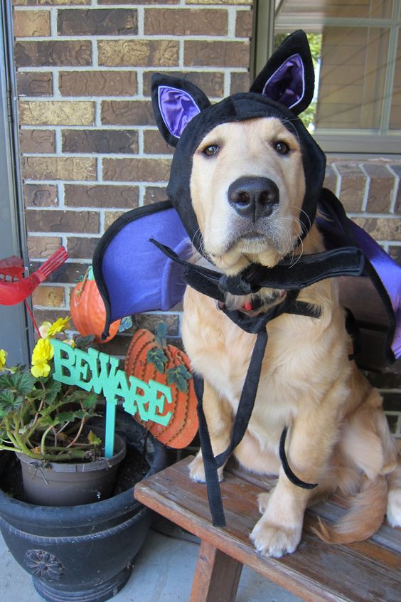 Dog Halloween Costume to try this Halloween.