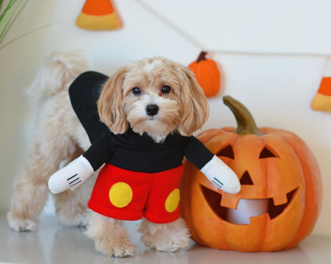 Dog Halloween Costume brinkleythemaltipoo