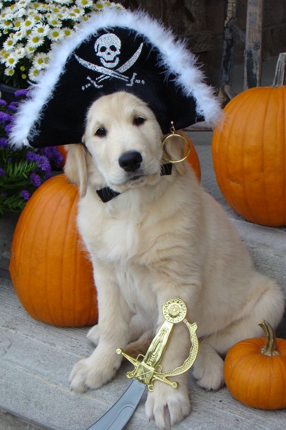 Dog Pirate Costume.
