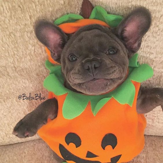 Dog Pumpkin Costume.